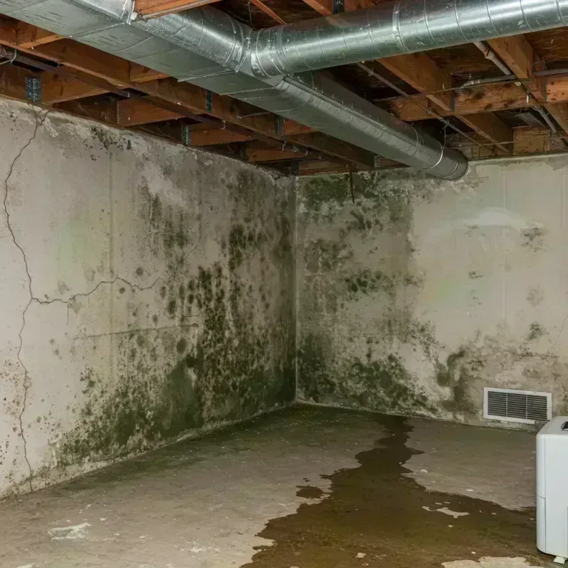 Professional Mold Removal in Fox Lake Hills, IL